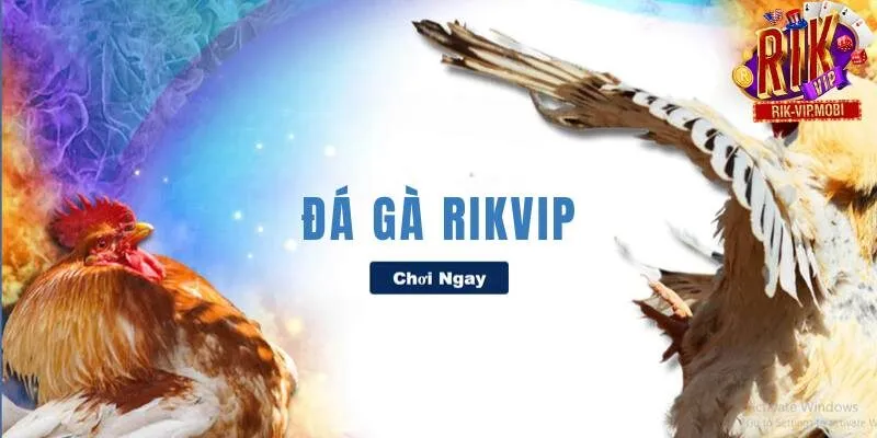 Giới thiệu khái quát đá gà Rikvip